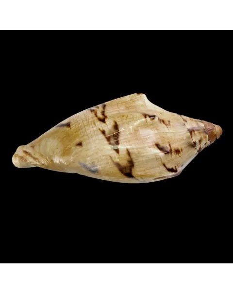 Cymbiola Aulica f. Cathcartiae
