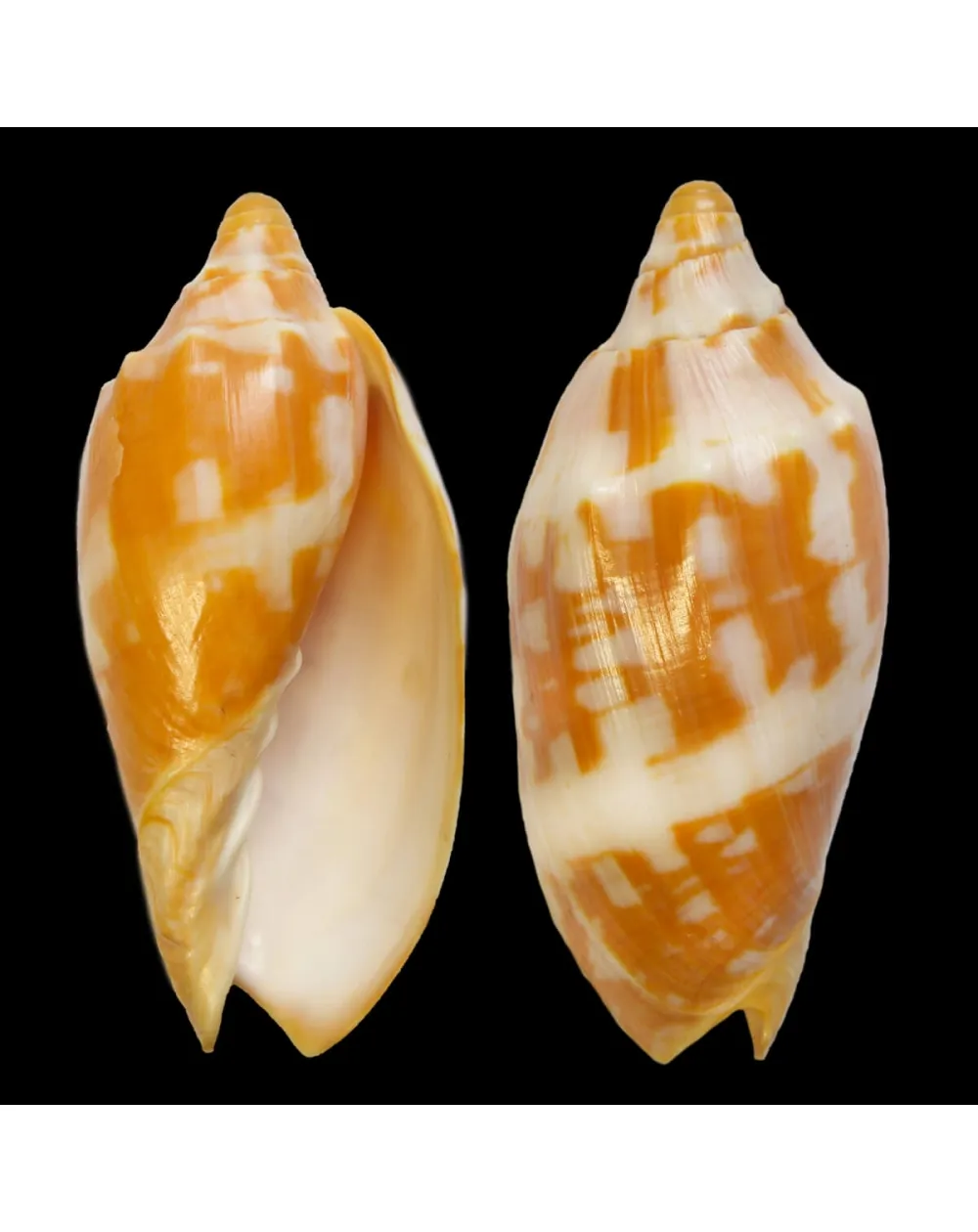 Cymbiola Palawanica