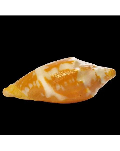 Cymbiola Palawanica
