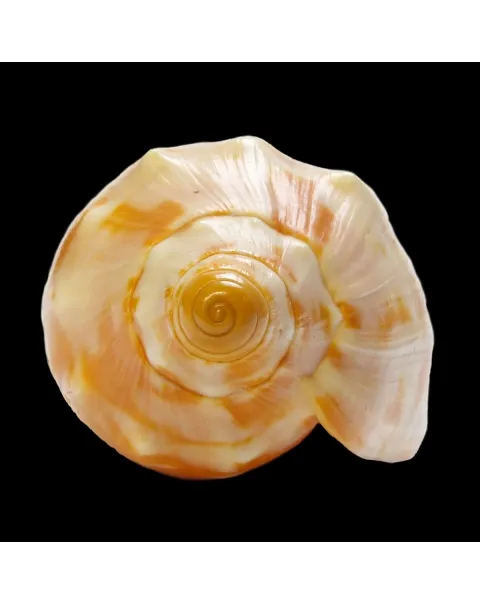 Cymbiola Palawanica