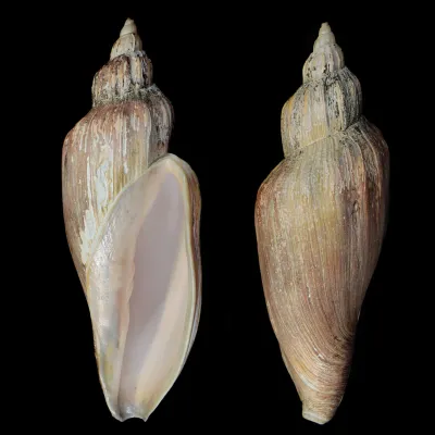 Voluta Concinna