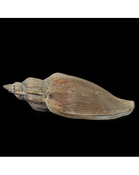 Voluta Concinna