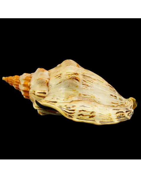 Callipara Festiva XXL