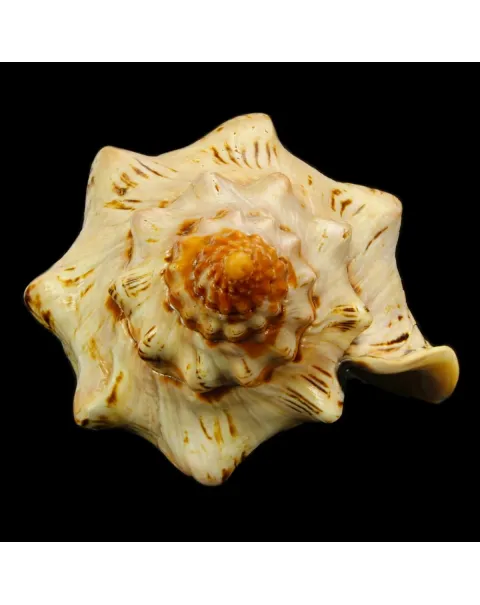 Callipara Festiva XXL