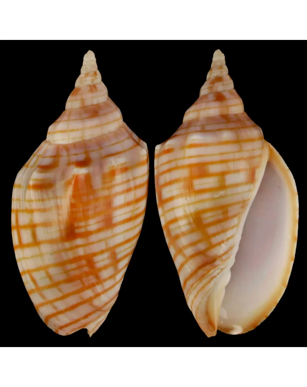 Harpulina Arausiaca
