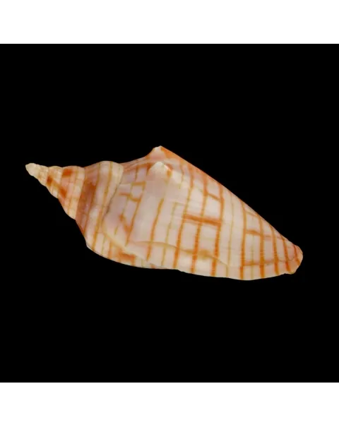 Harpulina Arausiaca