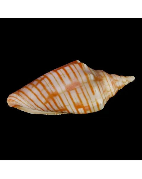Harpulina Arausiaca