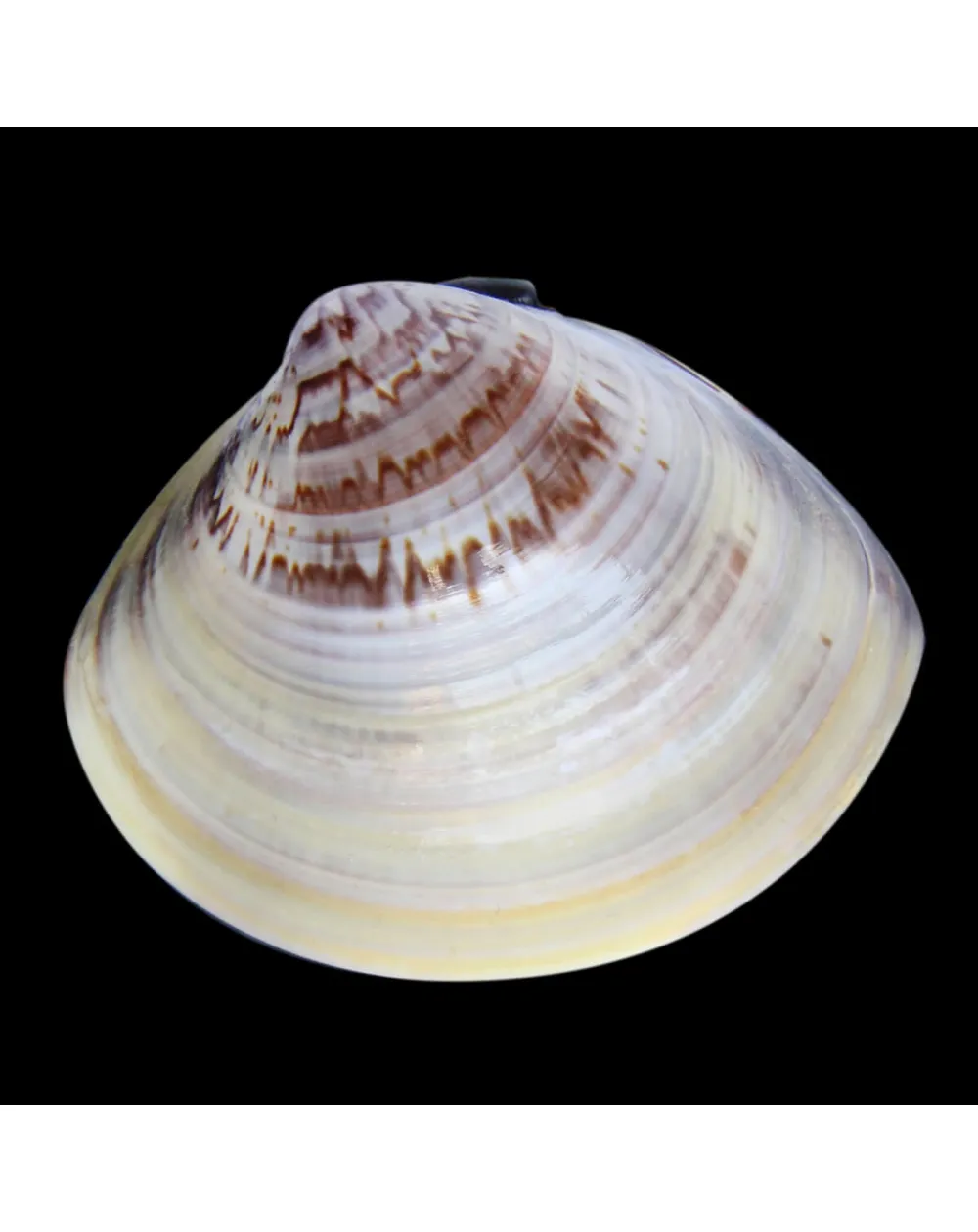 Meretrix Petechialis