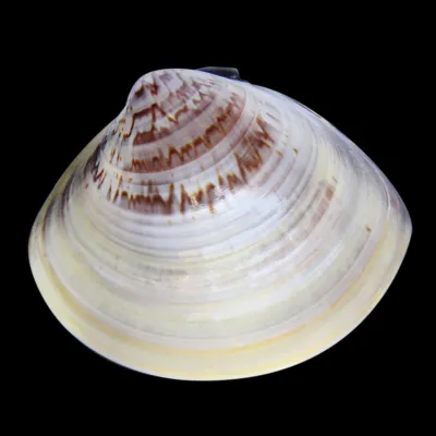 Meretrix Petechialis