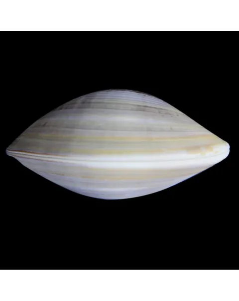 Meretrix Petechialis