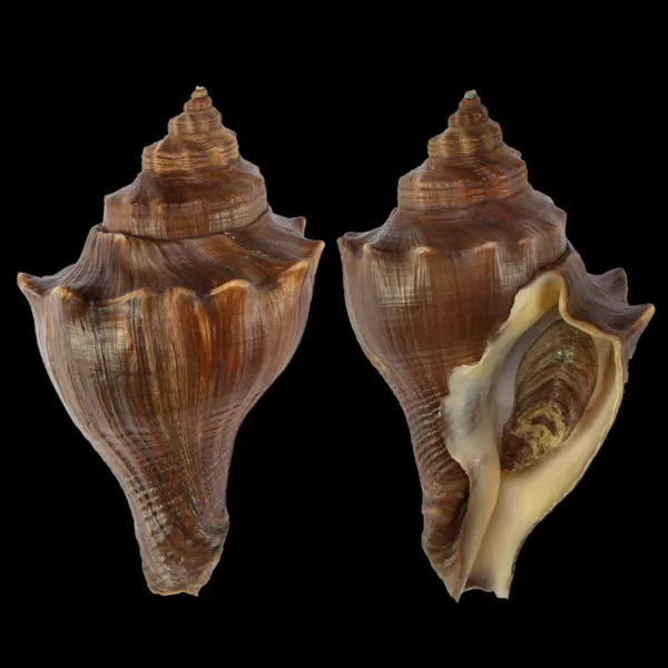 Volegalea Cochlidium F. Fulva