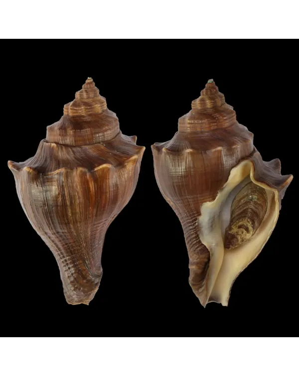 Volegalea Cochlidium F. Fulva
