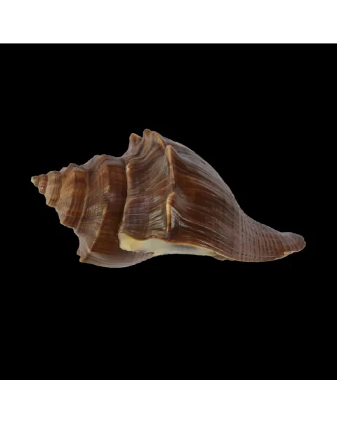 Volegalea Cochlidium F. Fulva