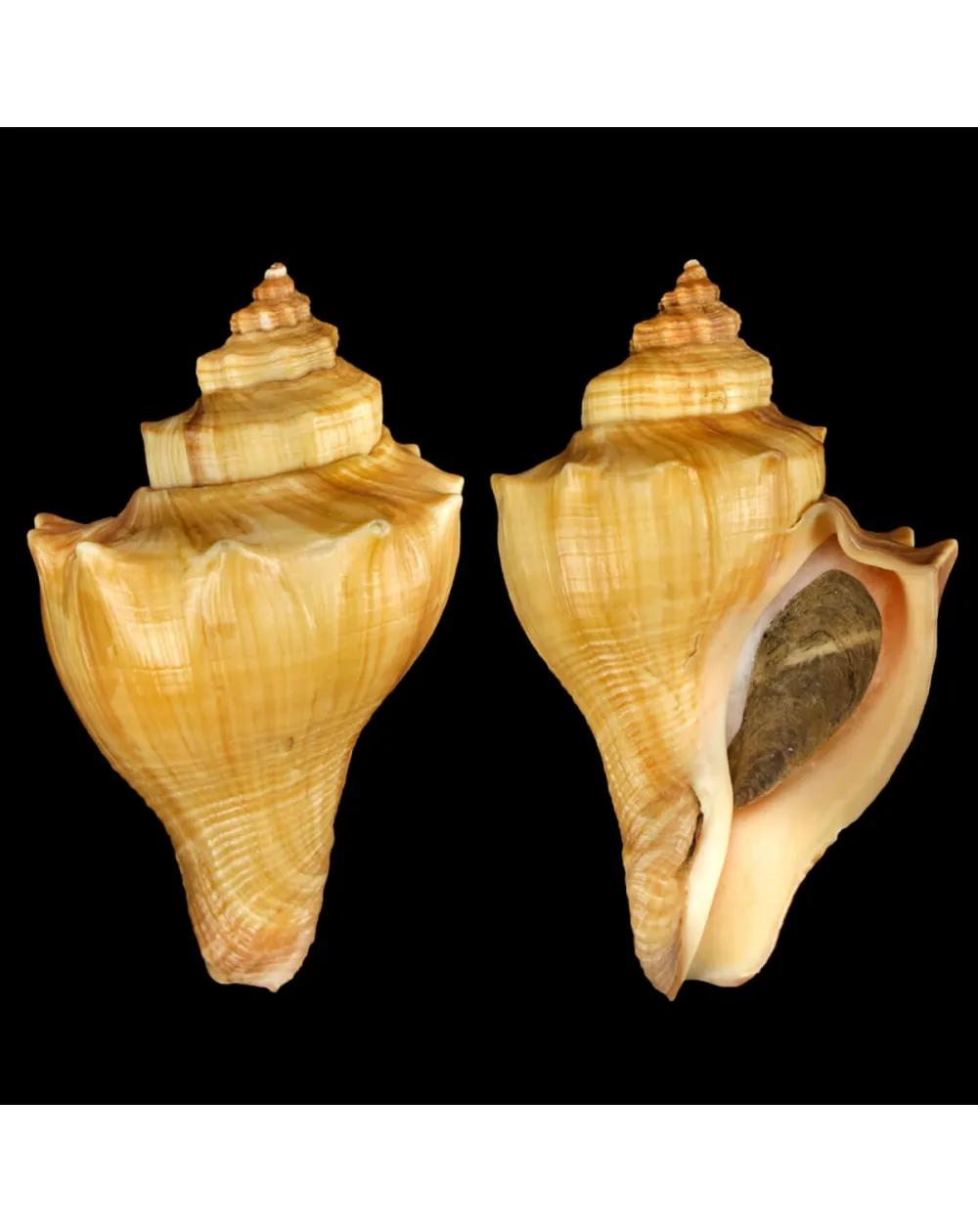 Volegalea Cochlidium