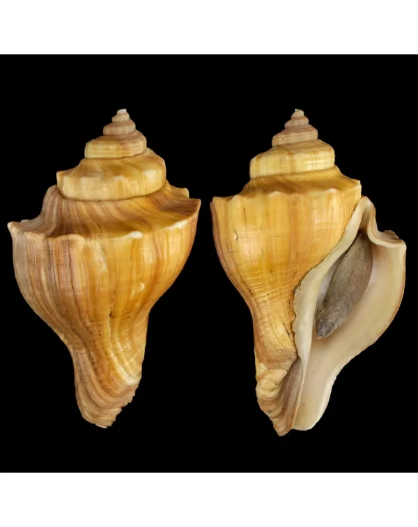 Volegalea Cochlidium