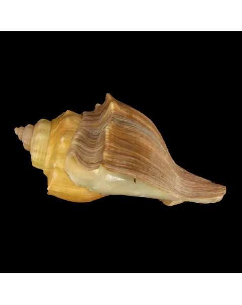 Volegalea Cochlidium