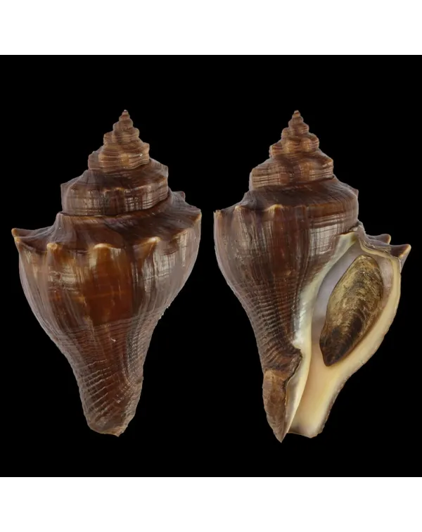 Volegalea Cochlidium F. Fulva