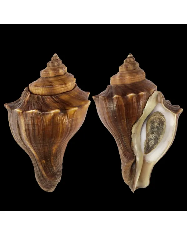 Volegalea Cochlidium F. Fulva