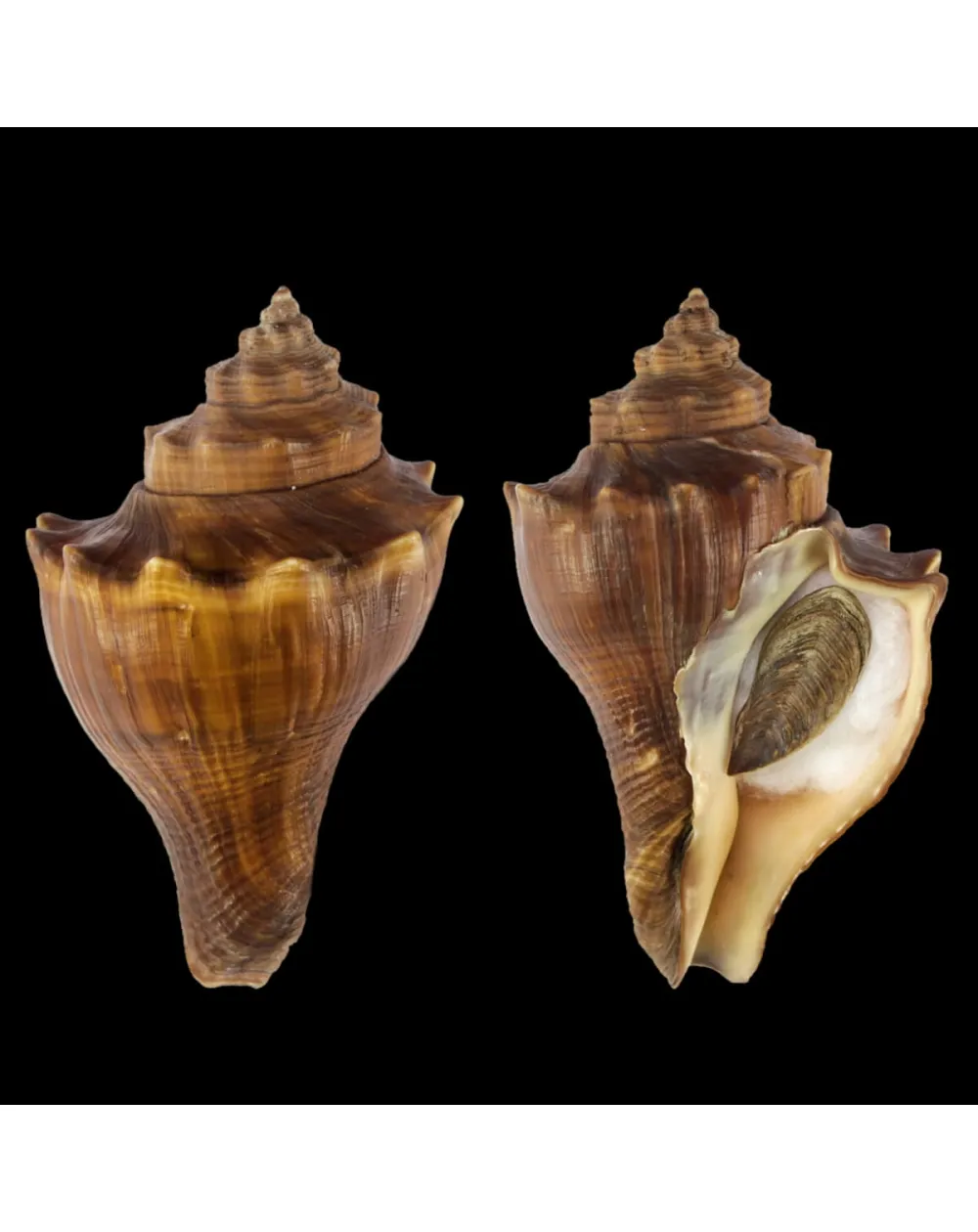 Volegalea Cochlidium F. Fulva