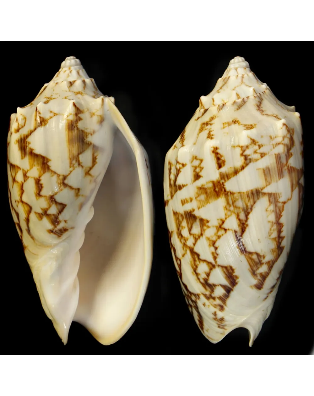 Cymbiola Vespertilio