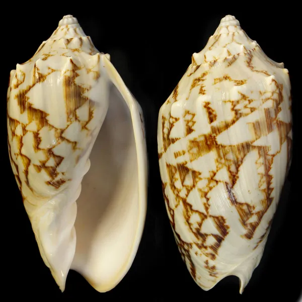 Cymbiola Vespertilio
