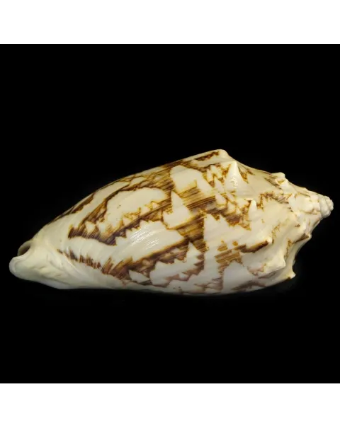 Cymbiola Vespertilio
