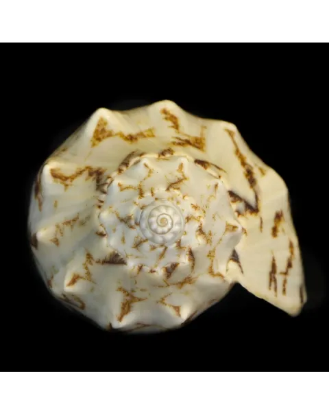Cymbiola Vespertilio
