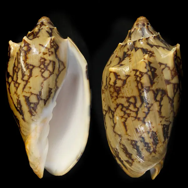 Cymbiola Vespertilio Scura