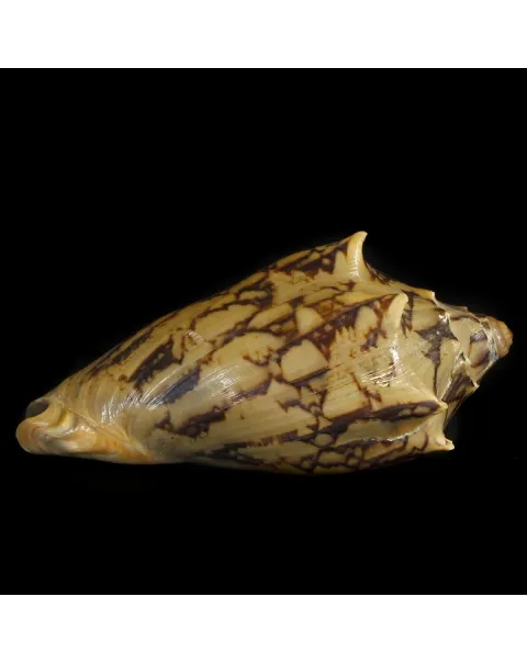 Cymbiola Vespertilio Scura