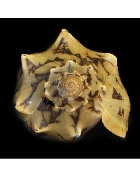 Cymbiola Vespertilio Scura