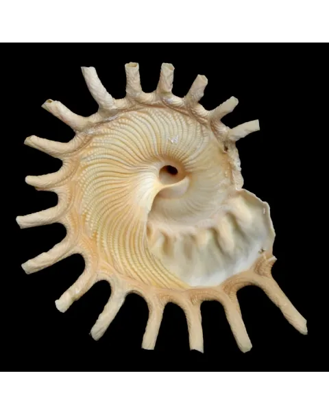 Stellaria Solaris 