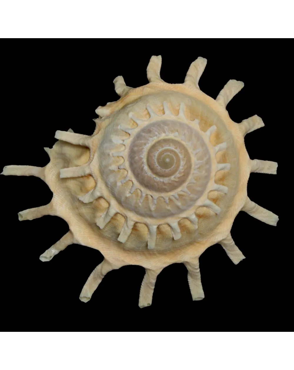 Stellaria Solaris
