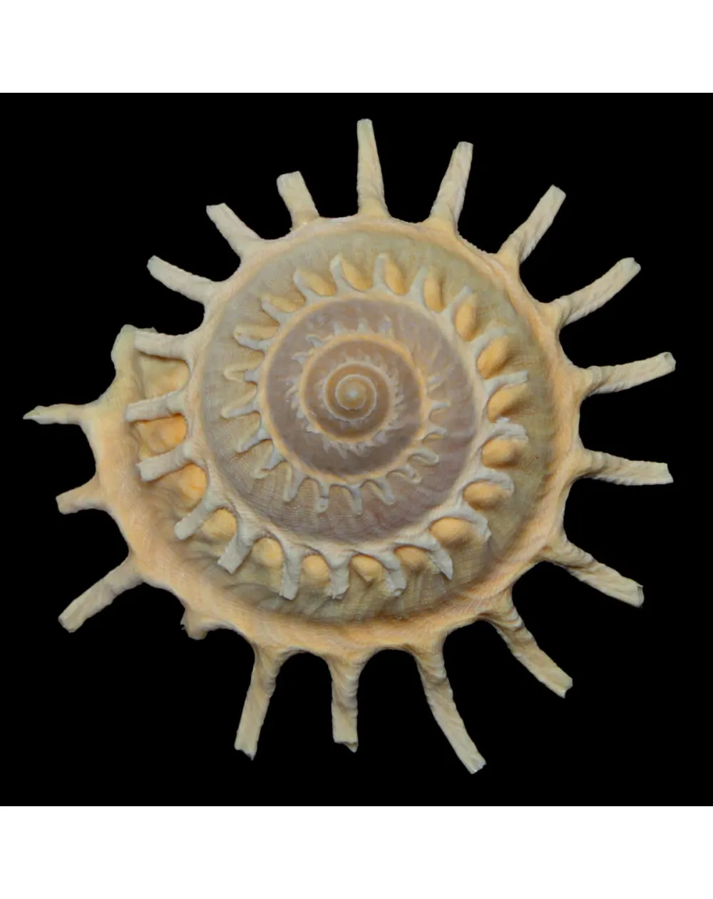 Stellaria Solaris
