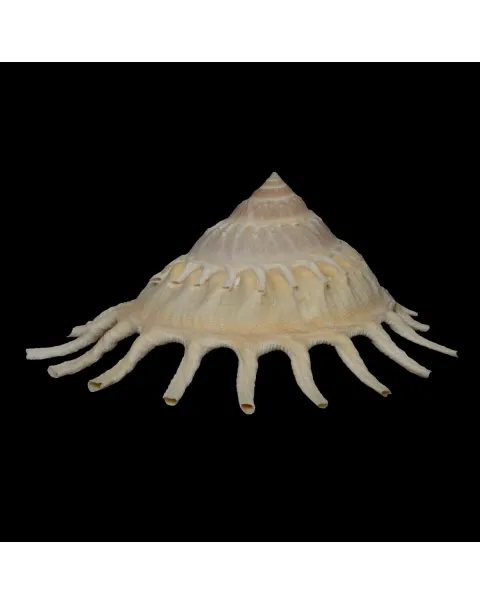 Stellaria Solaris