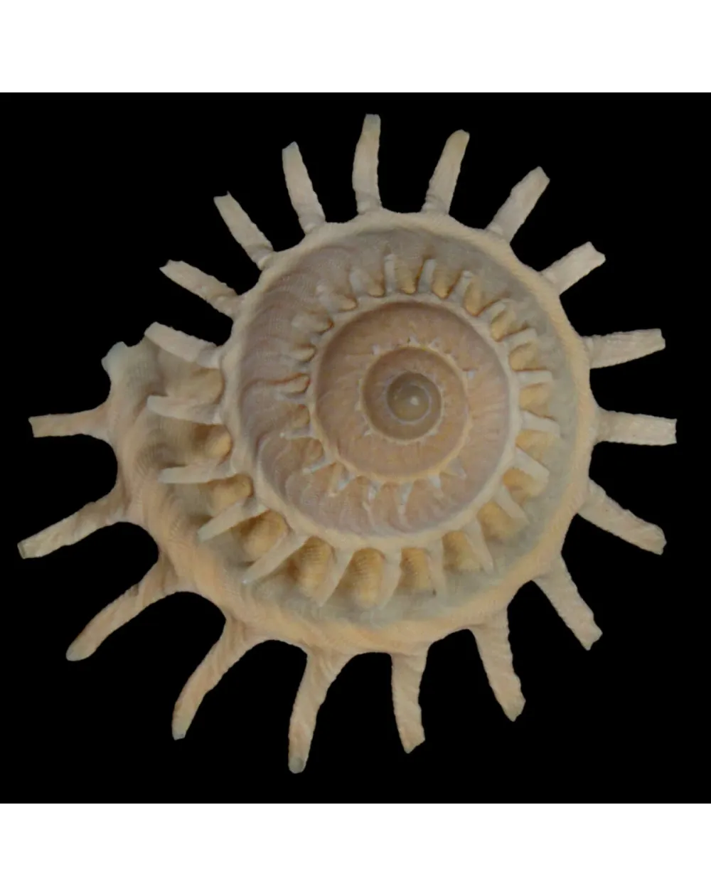 Stellaria Solaris
