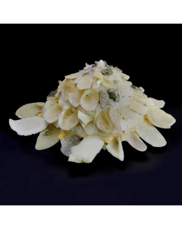  ﻿﻿Xenophora Corrugata f. Tulearensis