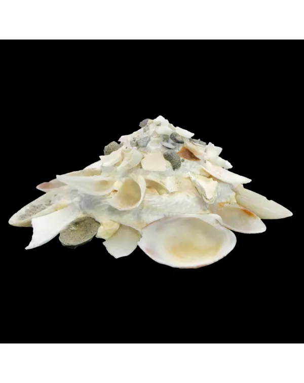  ﻿﻿Xenophora Corrugata f. Tulearensis