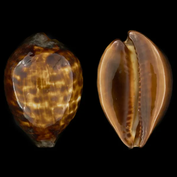 Zoila Decipiens