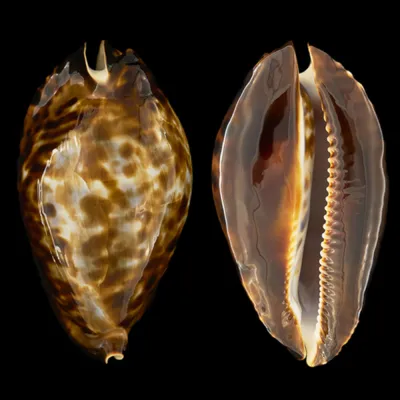 Zoila Friendii