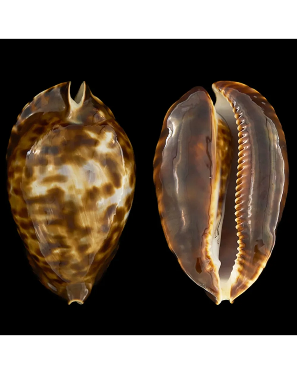 Zoila Friendii