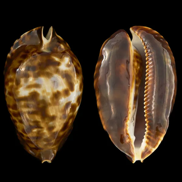 Zoila Friendii