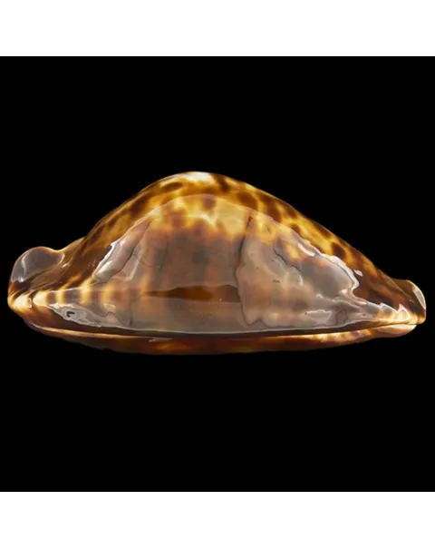 Zoila Friendii