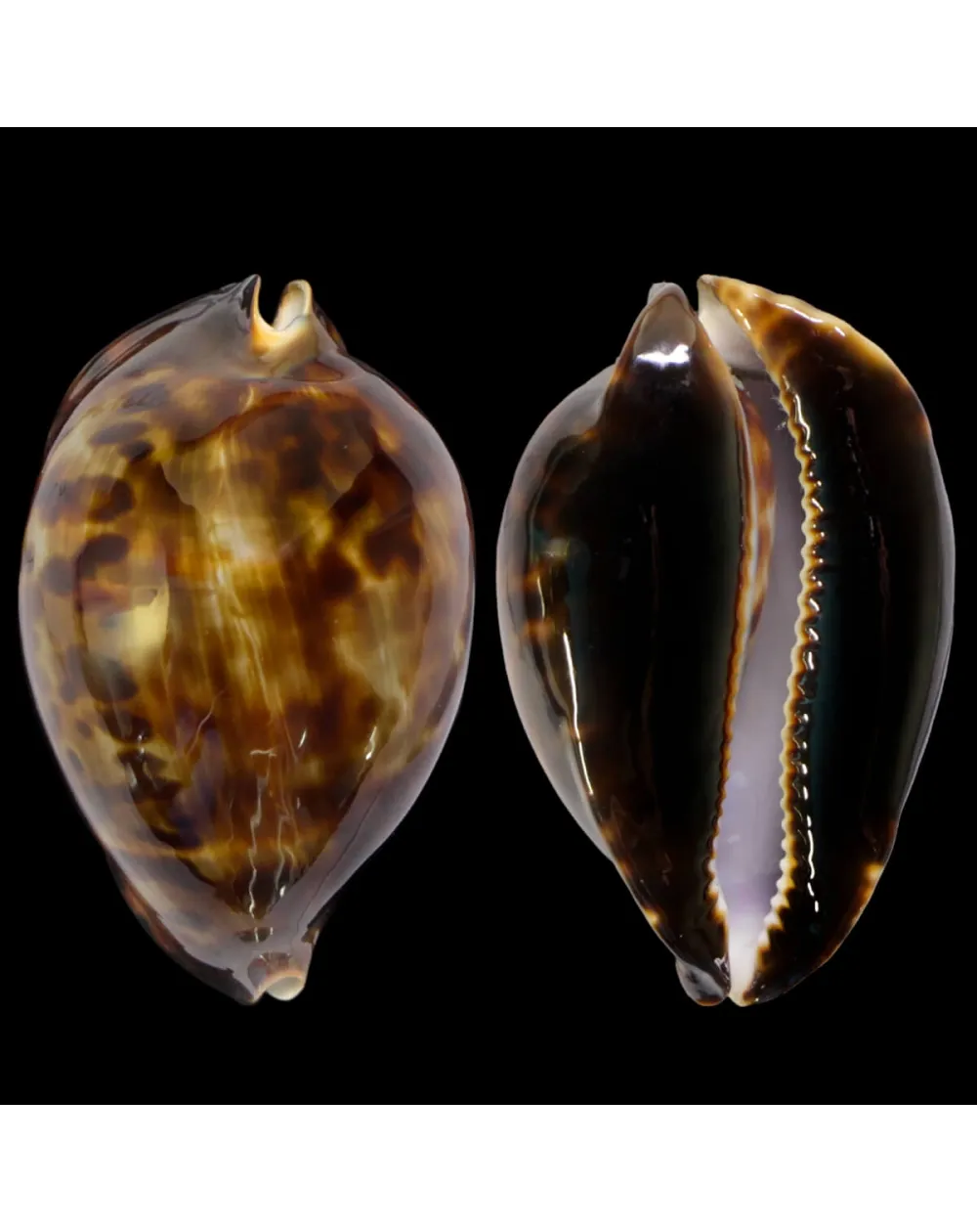 Zoila Friendii Vercoi