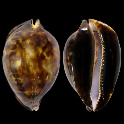 Zoila Friendii Vercoi