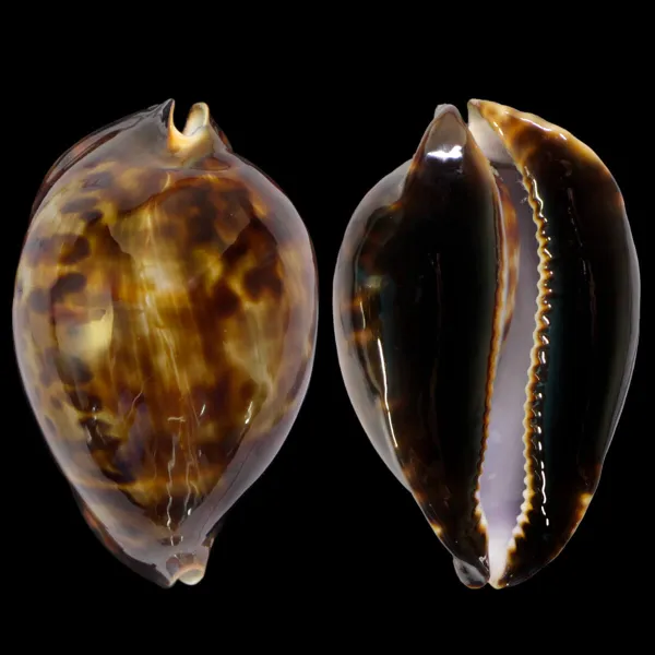 Zoila Friendii Vercoi