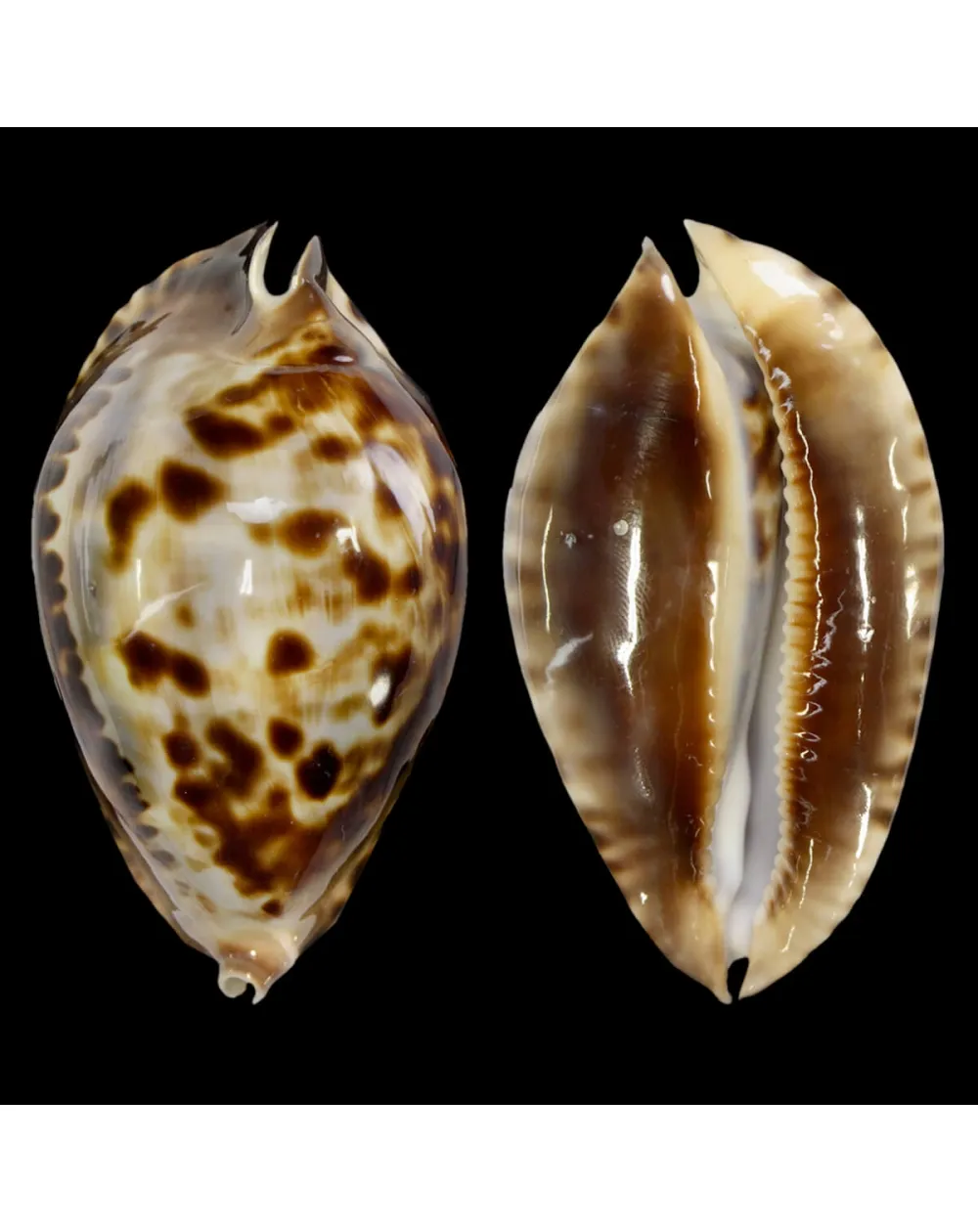 Zoila Friendii Vercoi