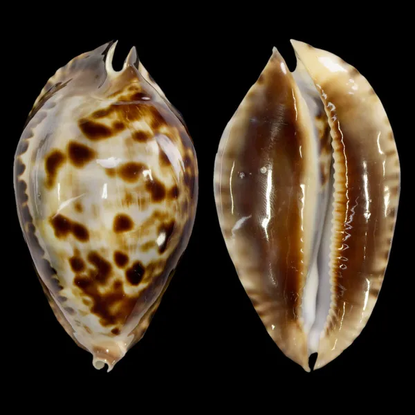 Zoila Friendii Vercoi
