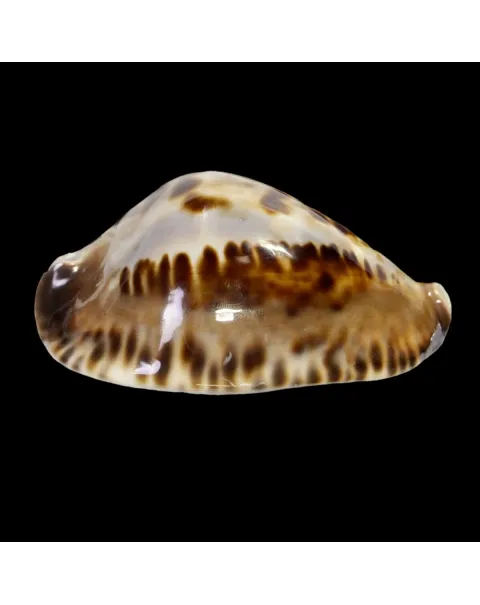 Zoila Friendii Vercoi