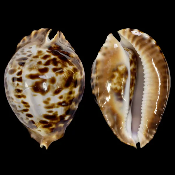 Zoila Friendii Vercoi