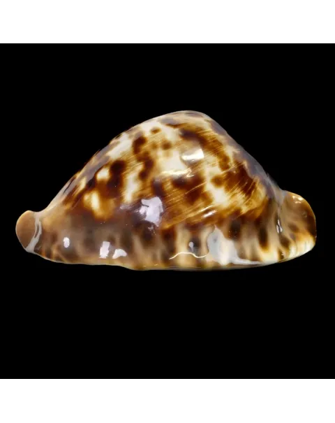 Zoila Friendii Vercoi